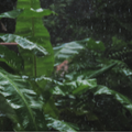 MONSOON